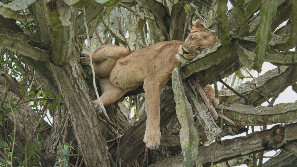 Mammals showed the unusual sight of lions lounging up in trees. (BBC)