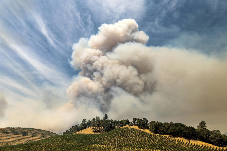 A plume rises over a vineyard in unincorporated Napa County as the Hennessey Fire burns on Aug. 18, 2020. (Noah Berger / AP)