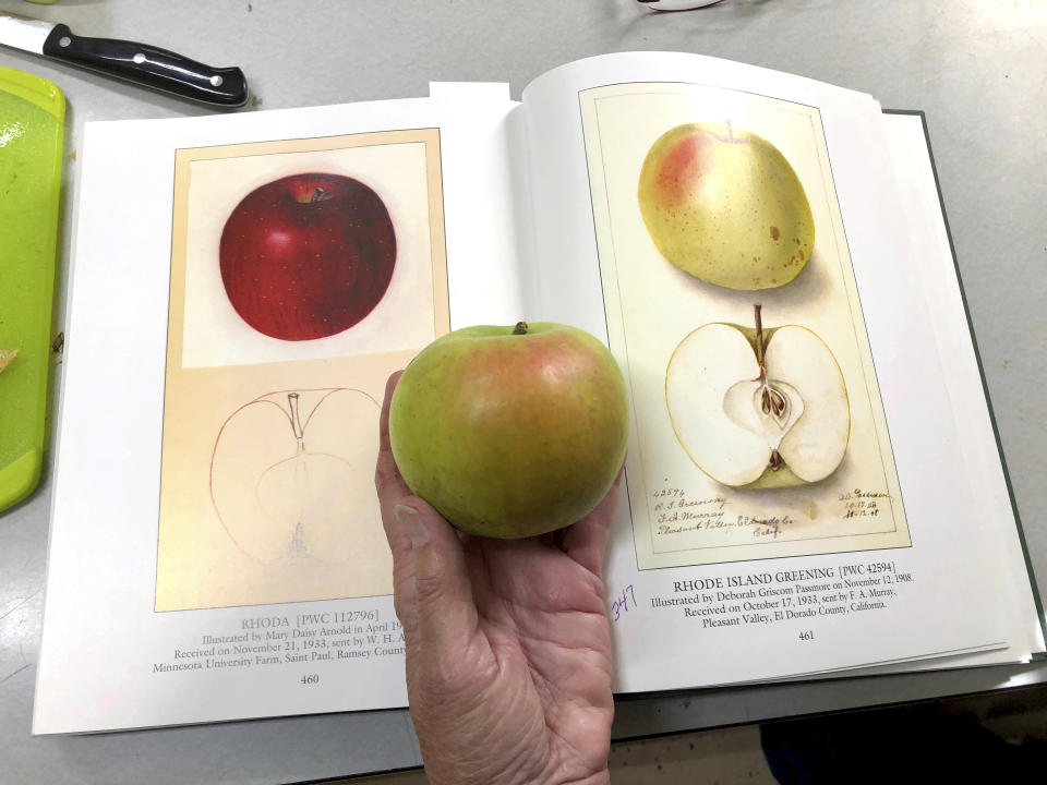 In this Oct. 30, 2019, photo, Joanie Cooper, of the Temperate Orchard Conservancy, compares a rare apple to a 1908 watercolor illustration of the same variety in a U.S. Department of Agriculture book, as she works in her lab in Molalla, Oregon. The apple is a Rhode Island Greening, a heritage variety that was once popular but has now become extremely rare in the U.S. Cooper and her colleagues have helped identify many of the 13 "lost" apple varieties that have been rediscovered in recent years by the Lost Apple Project in eastern Washington and northern Idaho. (AP Photo/Gillian Flaccus)