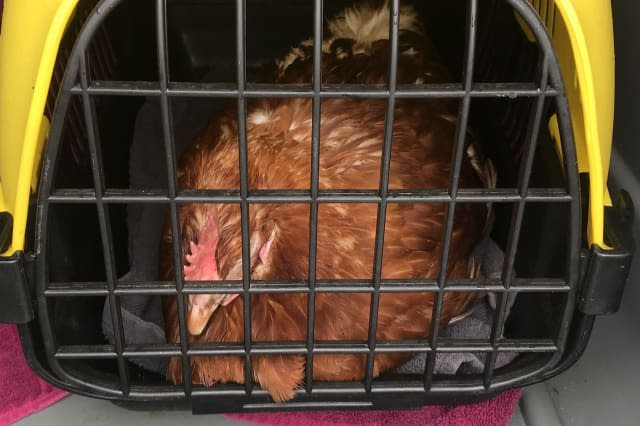 Hen survives 90-mile journey wedged under lorry