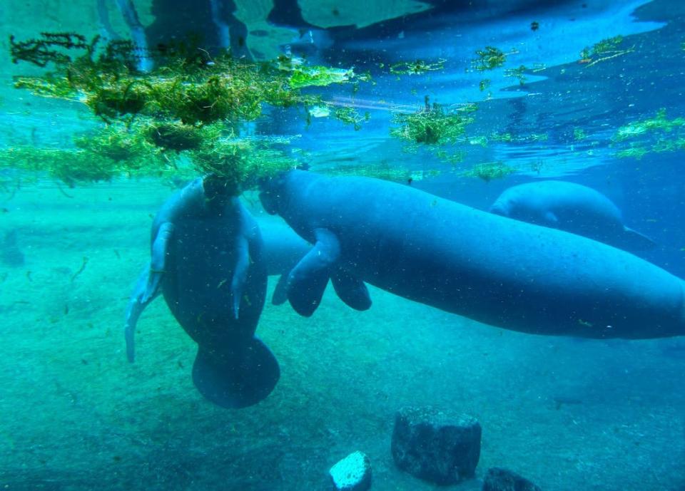After a viral TikTok showcased Miami manatee Romeo alone in a tiny tank, he and his partner, Juliet, have now relocated to ZooTampa for expert care.