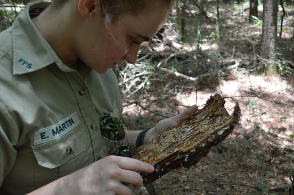 Florida Forest Service Senior Forester Emily Martin searches through a chunk of pine bark to find Southern pine beetles which have infested a loblolly pine.