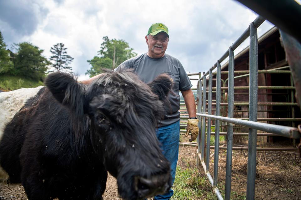 Mark Diaz with his oldest cow, Ellen, in Sandy Mush July 13, 2023.