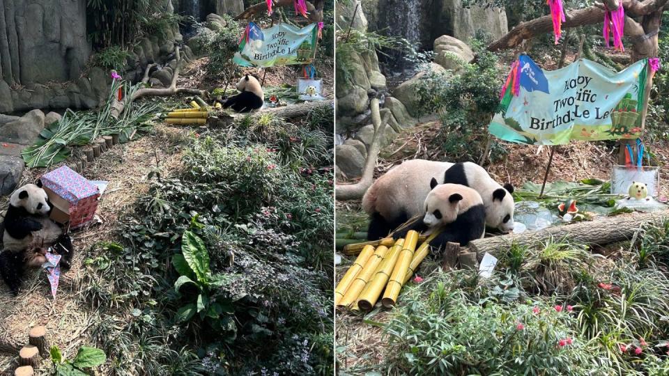Le Le, Singapore's first giant panda cub, embracing independence as separation from mother Jia Jia draws near.