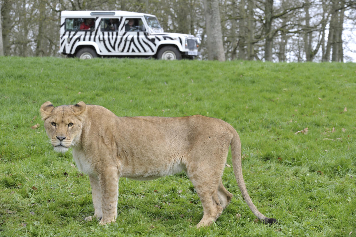 WARMINSTER, UNITED KINGDOM - APRIL 5: Photographers in a jeep taking pictures of a female lion at Longleat safari park, Warminster, April 5, 2011. (Photo by David Caudery/Digital Camera magazine via Getty Images)