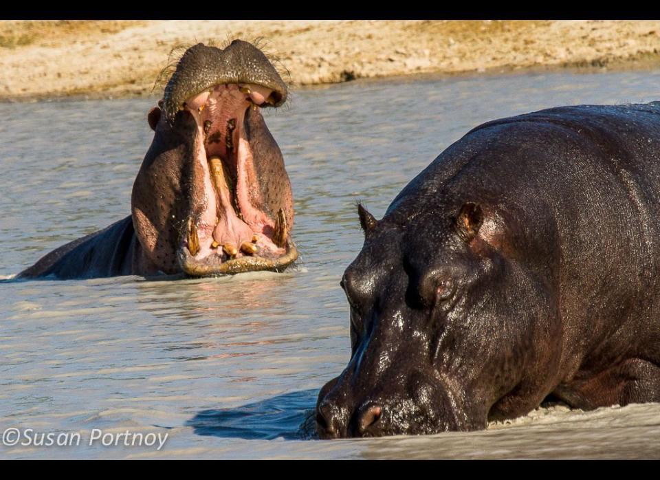 Hippos kill more humans than any other animal in the bush. They're very territorial and when you get too close to their water they can make quite a fuss. The male in the back is showing us his big banana-sized teeth and the dude on the right has decided to stand up in the water so that we can get a look at his truck-size physique. We chose to stay at a distance.    © Susan Portnoy