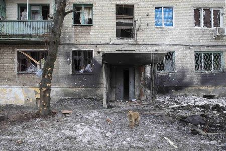 A dog stands near a building which was damaged by fighting in the town of Debaltseve February 25, 2015. REUTERS/Baz Ratner