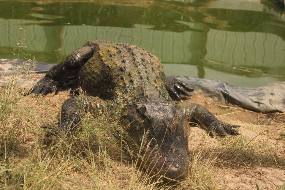 American alligator "Cassanova" basks in the sun at Critchlow Alligator Sanctuary Wednesday, June 1. "Cassanova" was rescued from Whitmore Lake north of Ann Arbor in 2015.