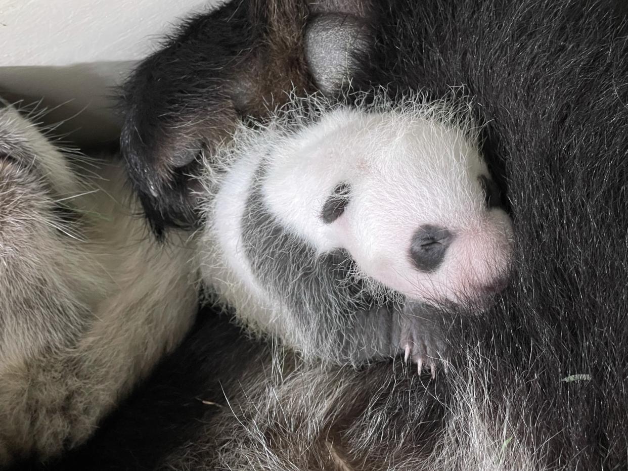 The panda cub born to the River Safari's giant pandas Kai Kai and Jia Jia was revealed to be a male during Kai Kai's 14th birthday celebrations. (PHOTO: Wildlife Reserves Singapore)