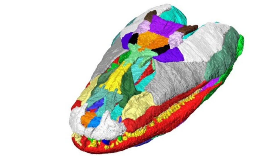 3D reconstruction of C. scoticus showing the shape of its skull