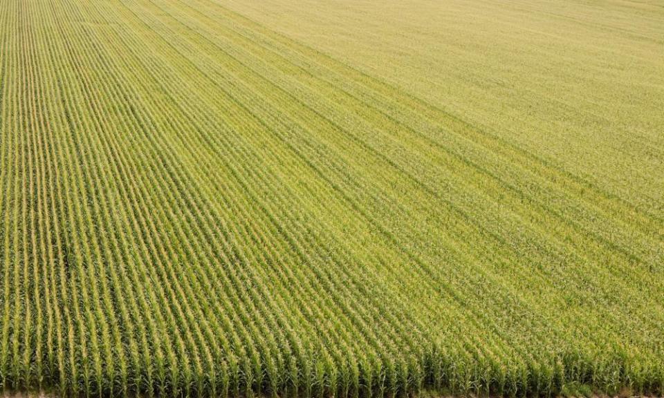 A plush corn field