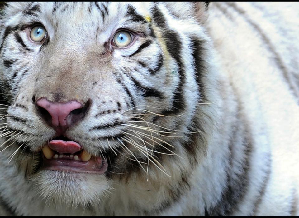 A White Tiger (Panthera Tigris) walks in the Zoological Gardens in Colombo on March 2, 2010.     A pair of tigers were presented by The Chinese government to the Sri Lankan zoo as a mark of friendship. February 14, 2010 marked the start of 'The Year of the Tiger' according to the Lunar Calendar.   AFP PHOTO/Ishara S.KODIKARA (Photo credit should read Ishara S.KODIKARA/AFP/Getty Images)