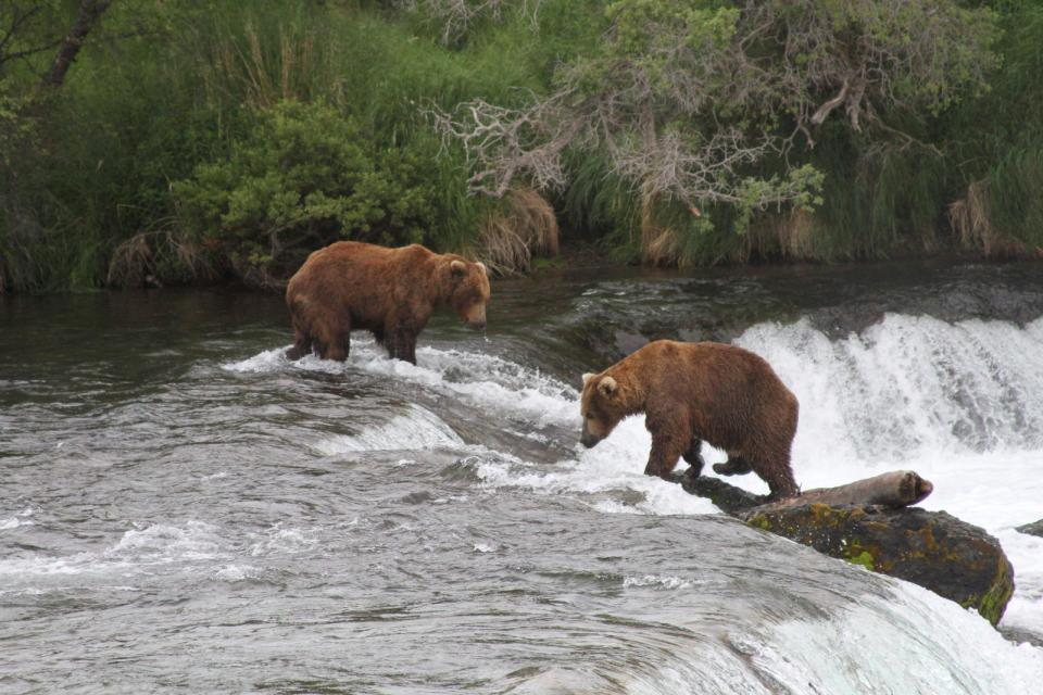 2013年7月4日，阿拉斯加卡特邁國家公園的棕熊在布魯克斯瀑布抓鮭魚吃。美聯社