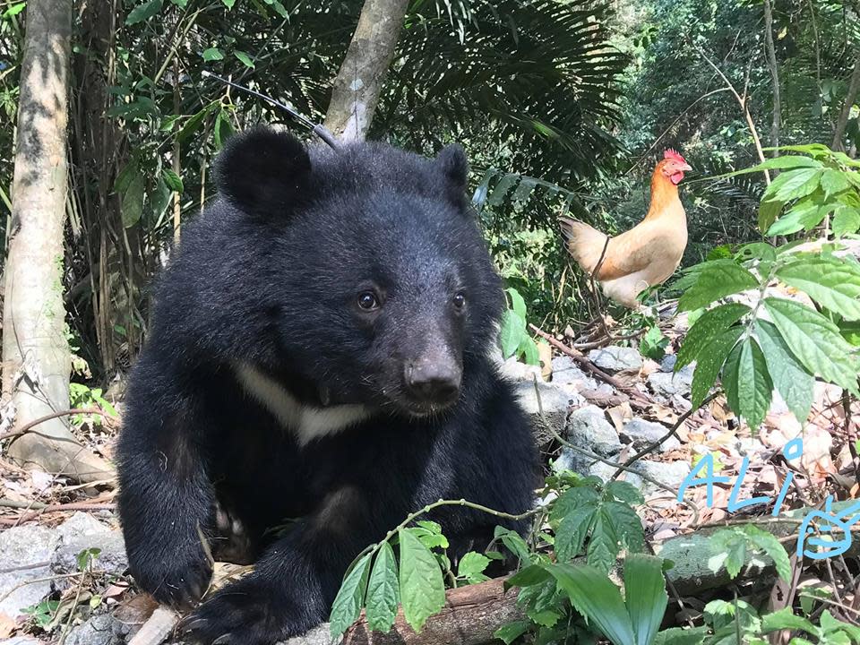 台灣黑熊是被列為瀕臨絕種的動物，美國美國有線電視新聞網(CNN)頭條報導了一篇關於黑熊面臨瀕臨絕種的困境。   圖：擷自黃美秀臉書