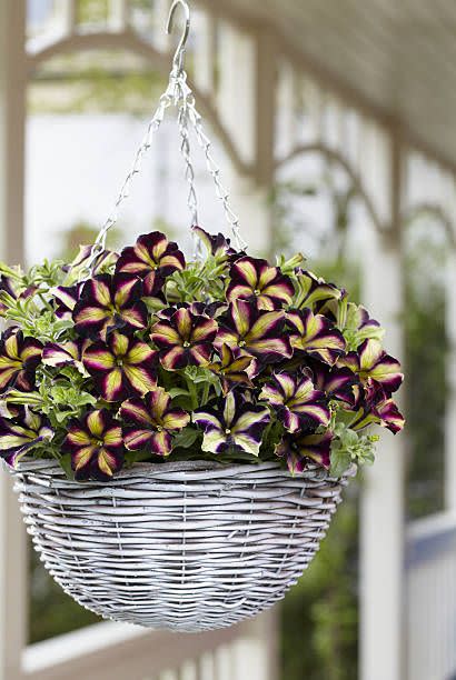 petunia crazytunia pulse