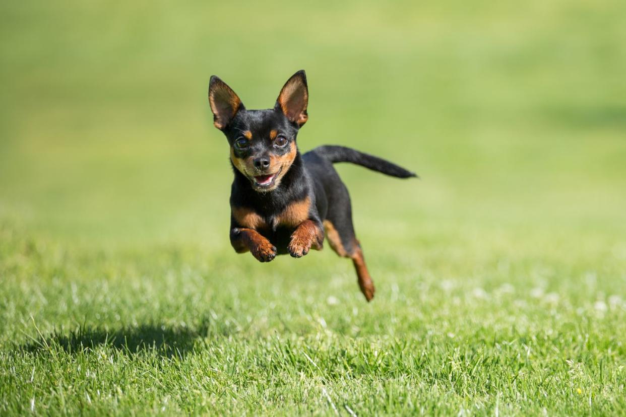 best small dog breeds chihuahua