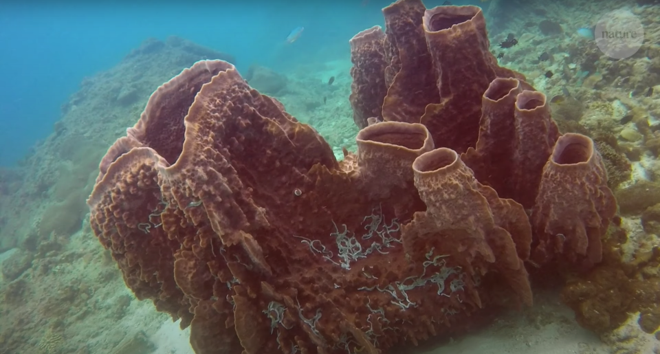 A horny sponge on the ocean's floor as seen from a diver about 12 feet away.