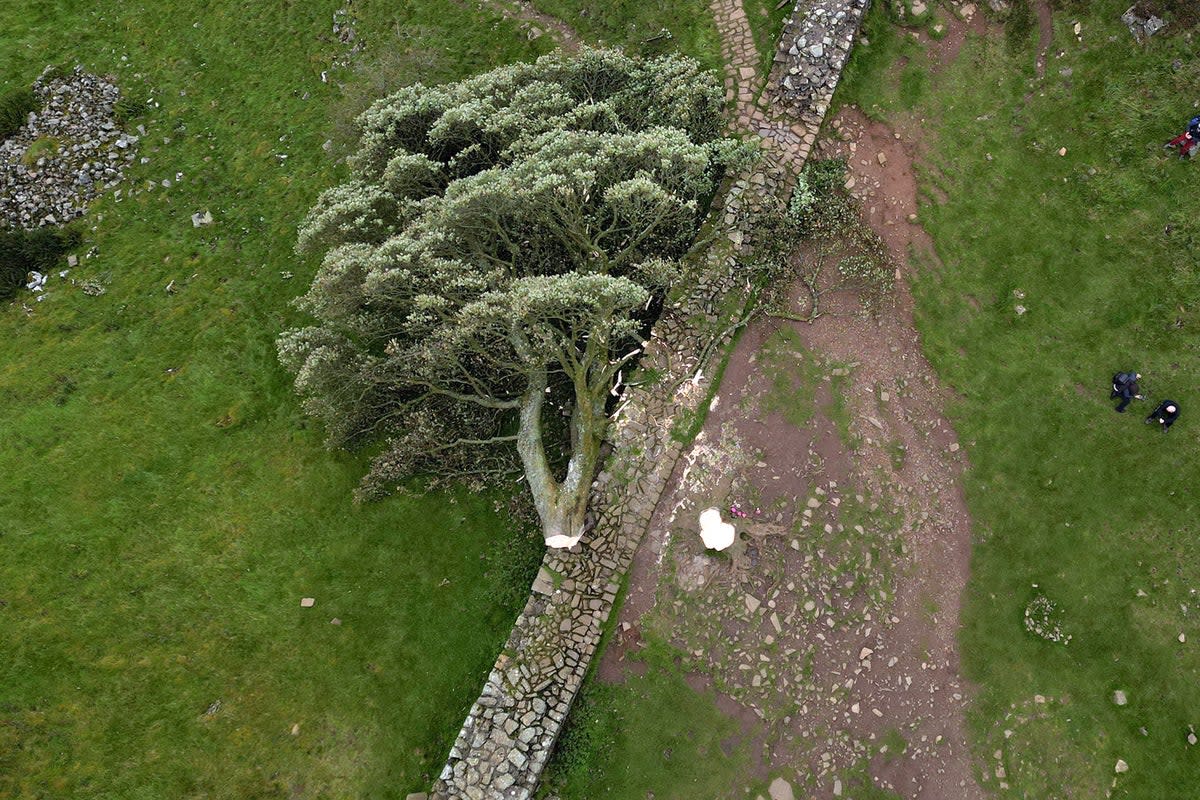 People visit the felled tree next to Hadrian's Wall (PA)
