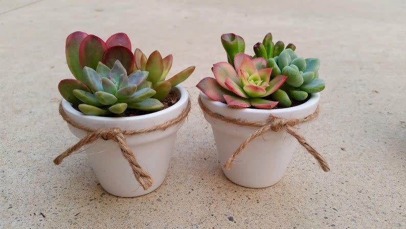 Mini Succulent