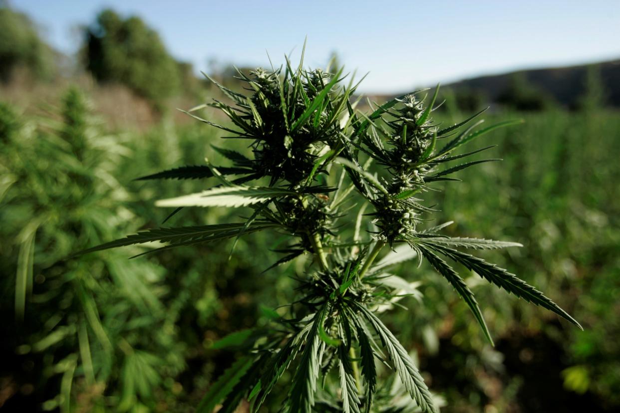 Marijuana plants grow near a road in the Rif region, near Chefchaouen, Morocco: Reuters