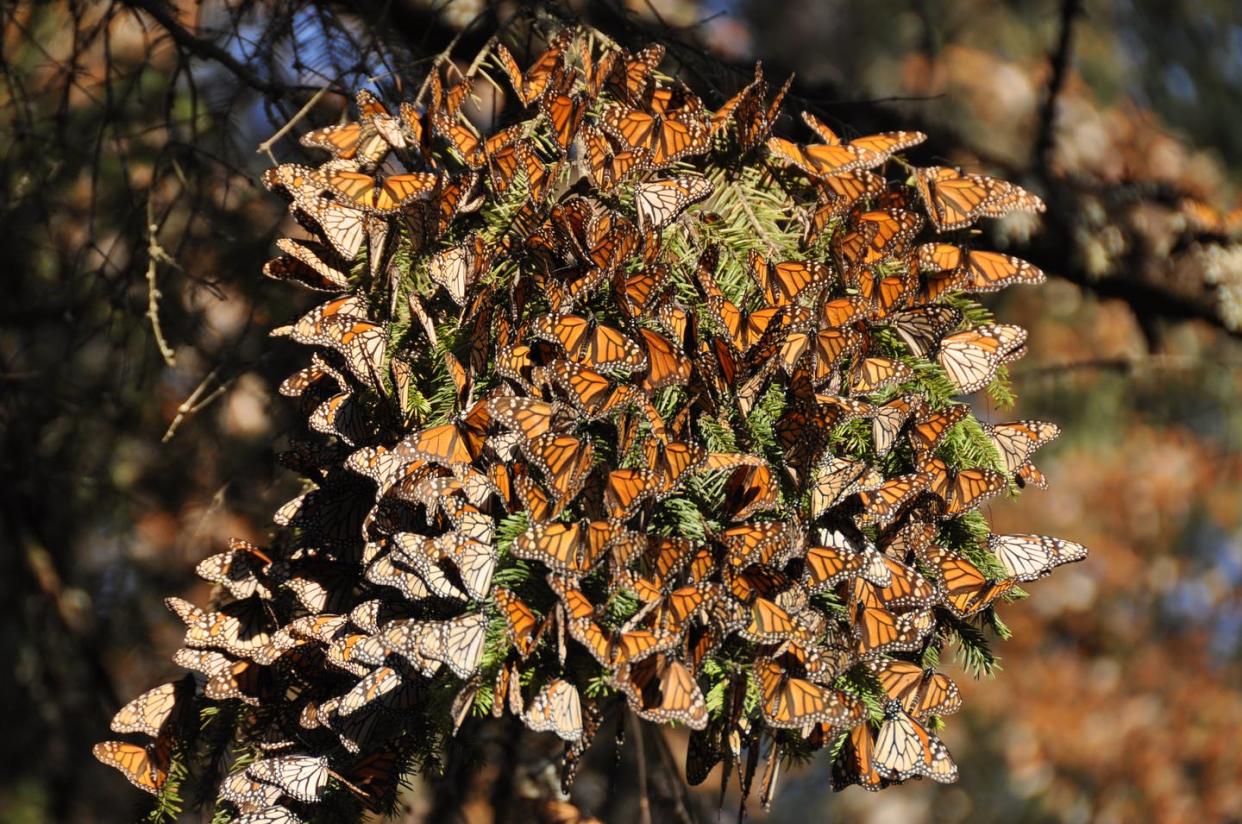 <span class="caption">Monarch butterflies cover a tree at El Rosario Monarch Butterfly Sanctuary in Michoacán, Mexico.</span> <span class="attribution"><span class="source">D. André Green II</span>, <a class="link " href="http://creativecommons.org/licenses/by-nd/4.0/" rel="nofollow noopener" target="_blank" data-ylk="slk:CC BY-ND;elm:context_link;itc:0;sec:content-canvas">CC BY-ND</a></span>
