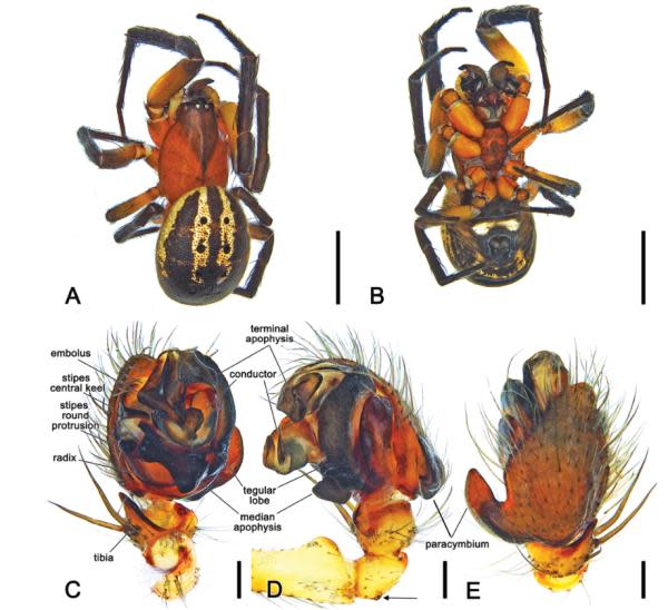 Holotipo masculino de Venomius  tomhardyi (Imagen: Rossi et. al.)