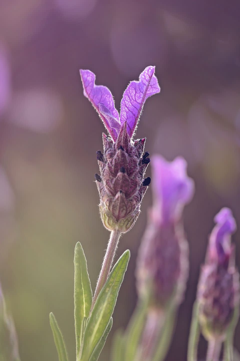 close up of lavandula stoechas, also known as french lavender, spanish lavender and butterfly lavender