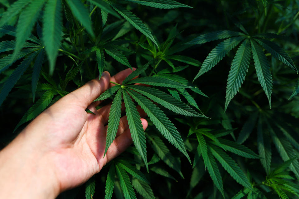 Una planta de cannabis/ REUTERS/Matias Baglietto