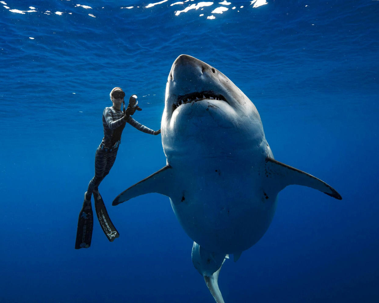 Auf Tauchgang mit dem “Deep Blue“. Das Weibchen ist wahrscheinlich schwanger und erscheint hier sehr friedfertig. (Bild: Reuters)