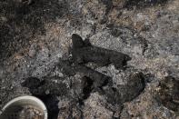 Dead rabbits lie at a burned farm after a wildfire in Varibobi area, northern Athens, Greece, Wednesday, Aug. 4, 2021. Firefighting planes were resuming operation at first light Wednesday to tackle a major forest fire on the northern outskirts of Athens which raced into residential areas the previous day, forcing thousands to flee their homes amid Greece's worst heatwave in decades. (AP Photo/Thanassis Stavrakis)