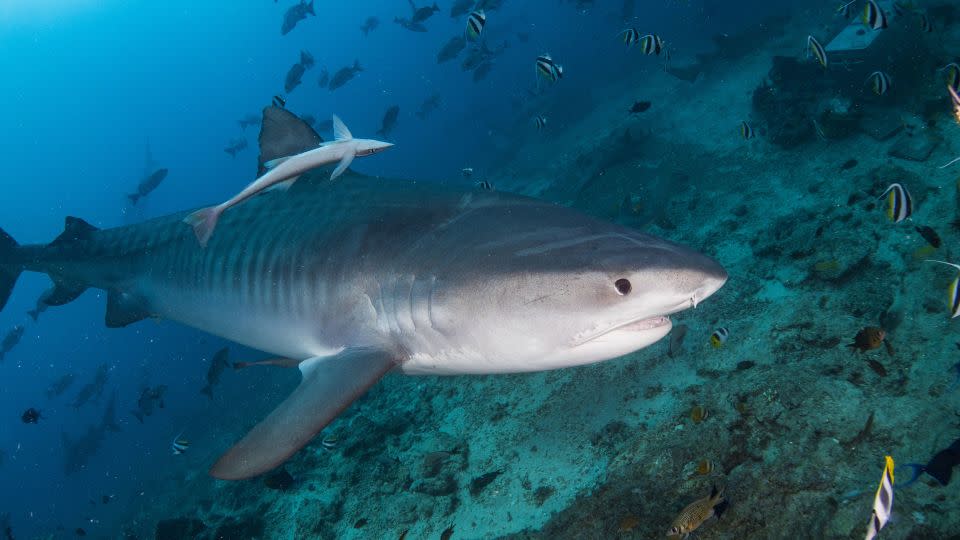 A tiger shark glides along in Beqa Lagoon in the Fiji Islands.  - Media Drum World/Zuma