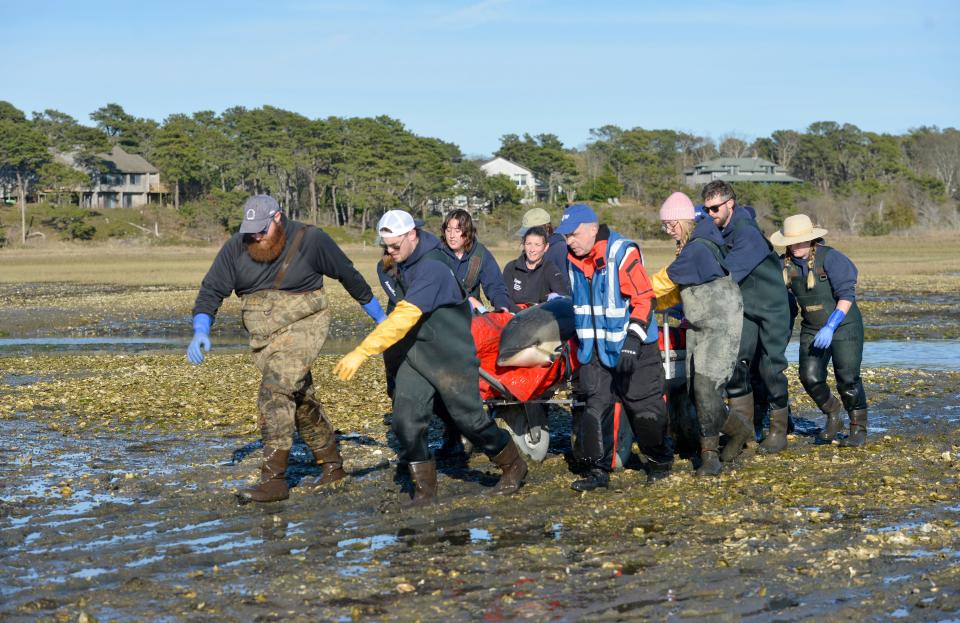 A dolphin is transported off the Wellfleet mud flats after stranding Tuesday. Rescuers responded to a mass dolphin stranding in Wellfleet Tuesday afternoon. Eleven Atlantic white-sided dolphins were found stranded on the outgoing tide. Eight were found in the Duck Creek area and another three were stranded at "the gut," an area near the entrance to the Herring River. Ten of the dolphins were transported to Herring Cove Beach in Provincetown where they were released. One dolphin died. International Fund for Animal Welfare's Marine Mammal Rescue and Research team responded to the mass dolphin stranding as did volunteers and members of AmeriCorps Cape Cod.