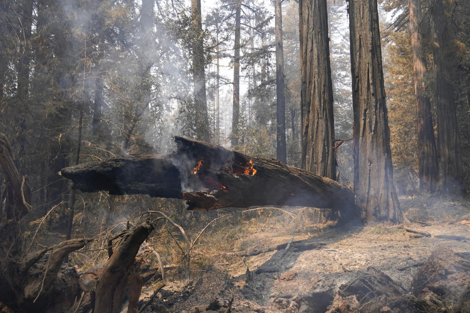 FILE - In this Monday, Aug. 24, 2020 file photo ,A fallen redwood tree continues to burn in Big Basin Redwoods State Park, Calif. Eight months after a lightning siege ignited more than 650 wildfires in Big Basin Redwoods State Park the state’s oldest park, which was almost entirely ablaze is doing what nature does best: recovering. (AP Photo/Marcio Jose Sanchez, File)