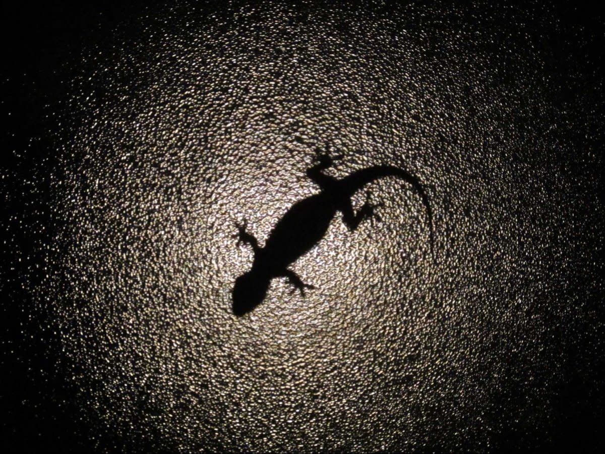 lizard-silhouette