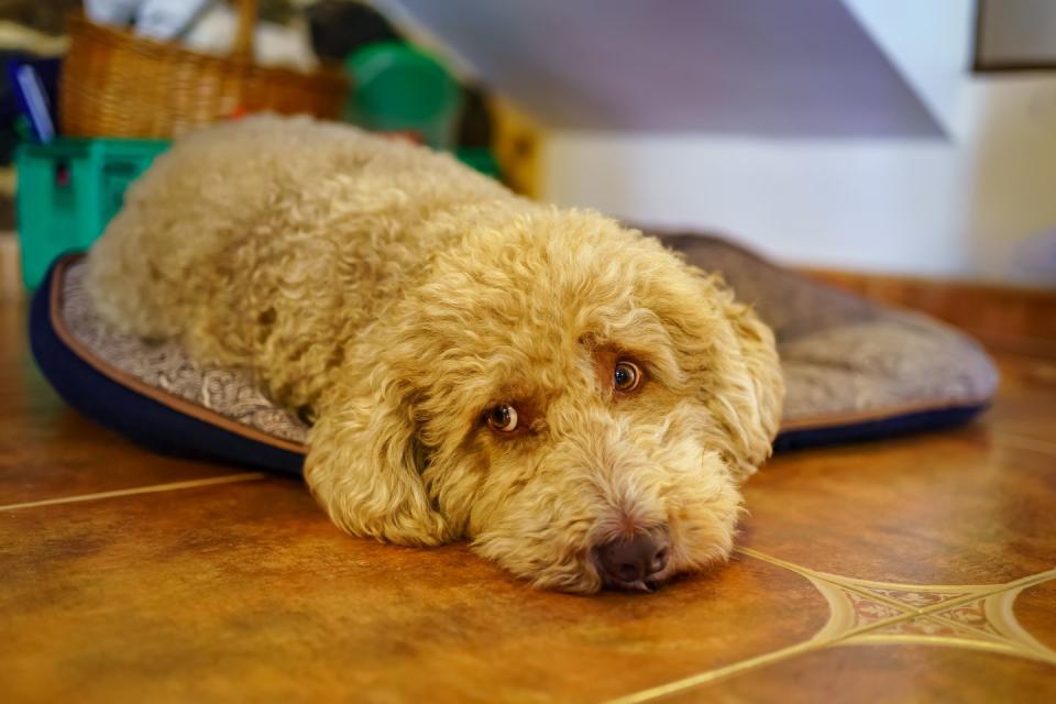 curly haired yellow irish water spaniel dog lying in a dog bed on the floor in a relaxed way inside the home