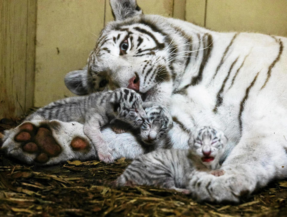 Newborn white Bengal tiger cubs lie in a private zoo in Borysew near Lodz