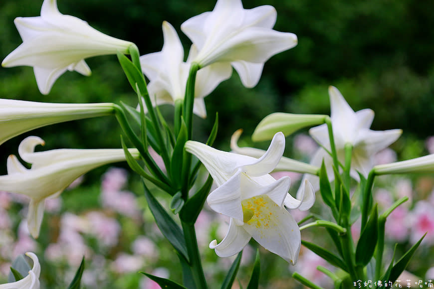 新北淡水｜奎柔山路百合花園