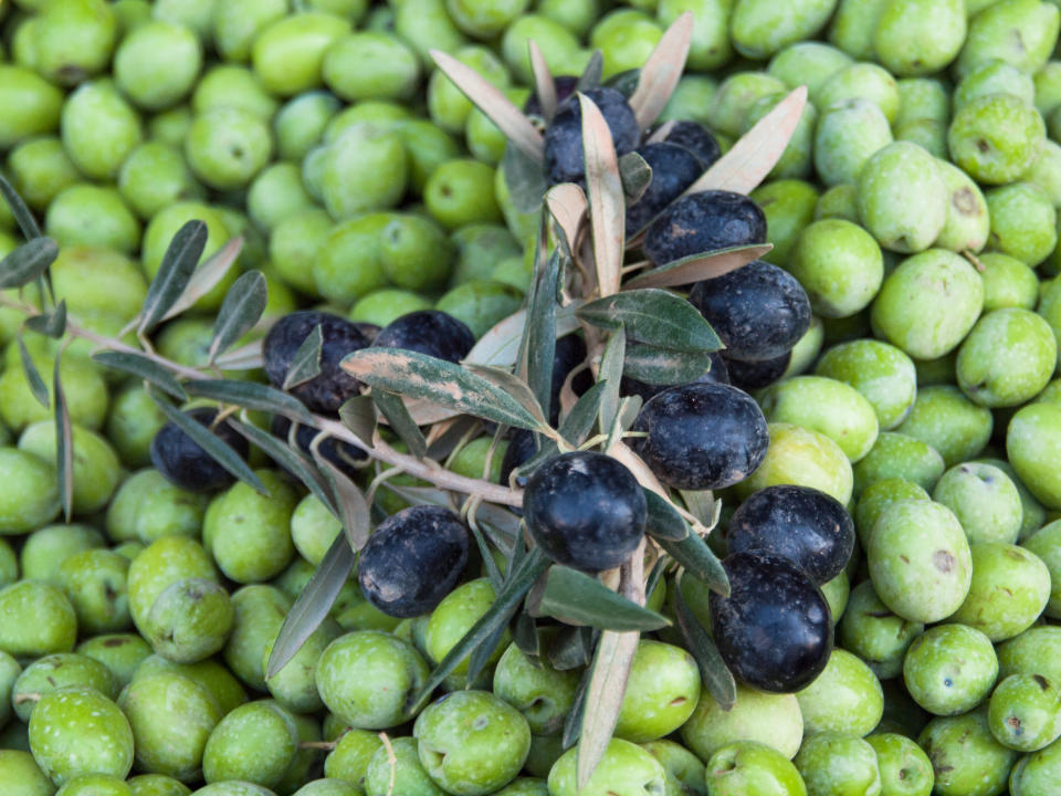 Jede Olive ist in ihrem Leben einmal grün: Die Früchte durchlaufen während des Reifeprozesses mehrere Farbstufen. (Symbolbild: Getty Images/Evgenii Zotov)