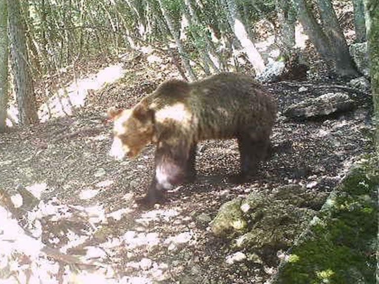 A runaway bear thought to have escaped from captivity by scaling several electric fences is being hunted by Italian forest rangers.The brown bear, known only as M49, was captured and placed in an enclosure after it approached inhabited areas in the northern province of Trentino on Sunday.However, hours after being detained, the animal was reportedly able to climb over three, four-metre-high electric fences before disappearing into the forest.Park rangers now searching for M49 have been hindered by the fact the bear is not wearing its tracking collar, which was removed after it was first captured.Authorities have been ordered to take lethal action against the animal if required.“If M49 approaches inhabited areas, the forestry service is authorised to kill it,” Maurizio Fugatti, the governor of the Trentino region, said.“The fact that the bear managed to climb over an electric fence with seven cables carrying 7000 volts shows how dangerous it is.”Mr Fugatti’s orders were immediately contradicted by Italy’s environment minister, Sergio Costa, who said M49’s escape “cannot justify an intervention that causes death".Wildlife organisations have roundly criticised officials in Trentino for their inability to deal with the bear, while also expressing concern over the governor’s willingness to shoot it.Italy’s League for the Abolition of Hunting (LAC) appeared sceptical of the official story, claiming the bear must have demonstrated “shrewdness and considerable physical ability” to scale the fences.“This bear is obviously an escape genius, gifted with superpowers like a hero from Marvel Comics,” the group said.WWF Italy branded Mr Fugatti’s command to kill M49 “unacceptable”, accusing authorities of allowing the bear to escape through “inexperience” and “bad management”.“A solid electrified fence with adequate power is an insurmountable barrier even for the craftiest bears,” the organisation added in a statement.“Evidently the structure was not functioning properly, given that the bears do not fly.”Meanwhile, news of M49’s escape has earned it fans on social media, with Twitter users voicing support with the hashtag fugaperlaliberta, meaning escapeforfreedom in Italian.“Run bear, run!” one tweeted. “They call you M49, a letter and a number. Escape death at the hands of man,” another added.M49 is part of a project called Life Ursus, which has been working to reintroduce brown bears to the forests of northern Italy since the 1990s after the population was all but exterminated by hunters.The region is now thought to be home to around 50 wild bears.