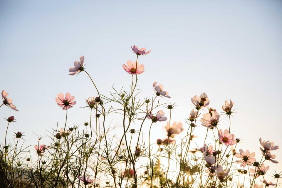 Cosmo flowers growing near Nantucket