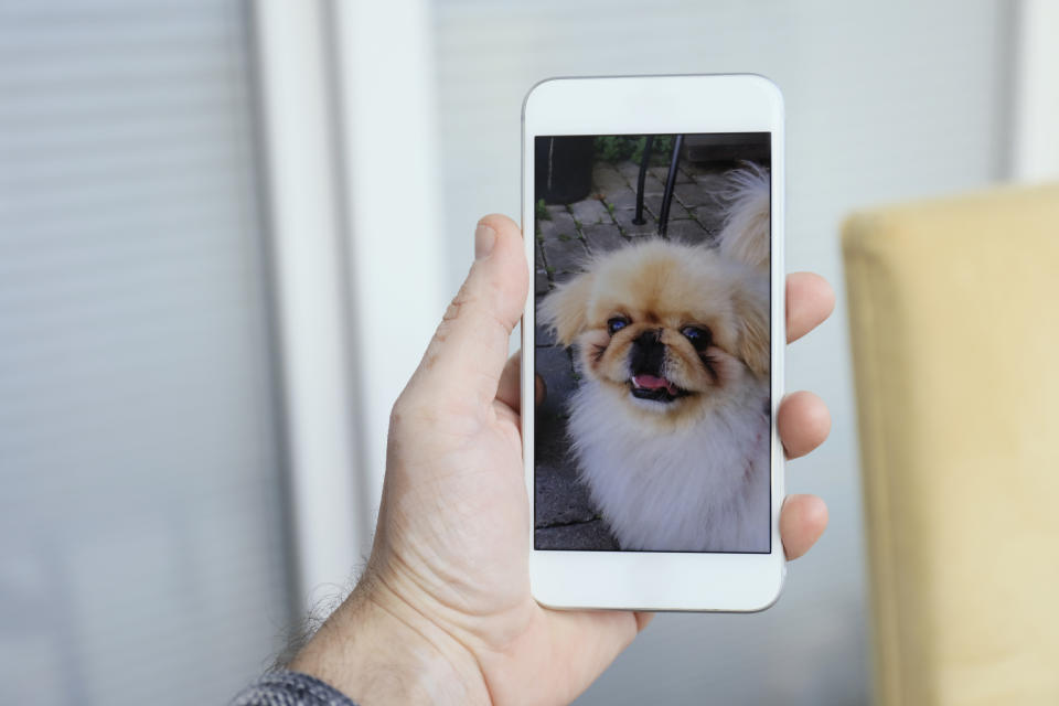 ¿Te imaginas recibir una videollamada de tu perro? Podría ser pronto algo muy común. Foto: Getty Images. 