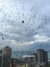 <p>Esta araña no duda en enfrentarse a multitud de mosquitos en la ventana.<br>Foto: Reddit/Heanshii </p>
