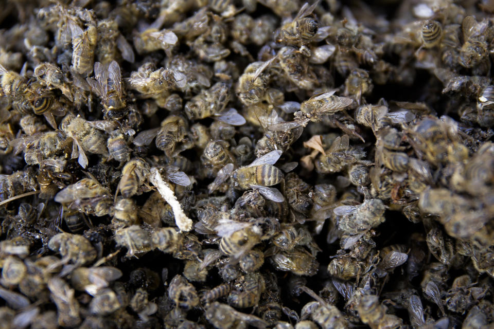 Dead bees present in a wheelbarrow during a demonstration of beekeepers against the use of Glyphosate-based herbicides in farming in front of the agricultural ministry in Berlin, Germany, Wednesday, Jan. 15, 2020. (AP Photo/Markus Schreiber)