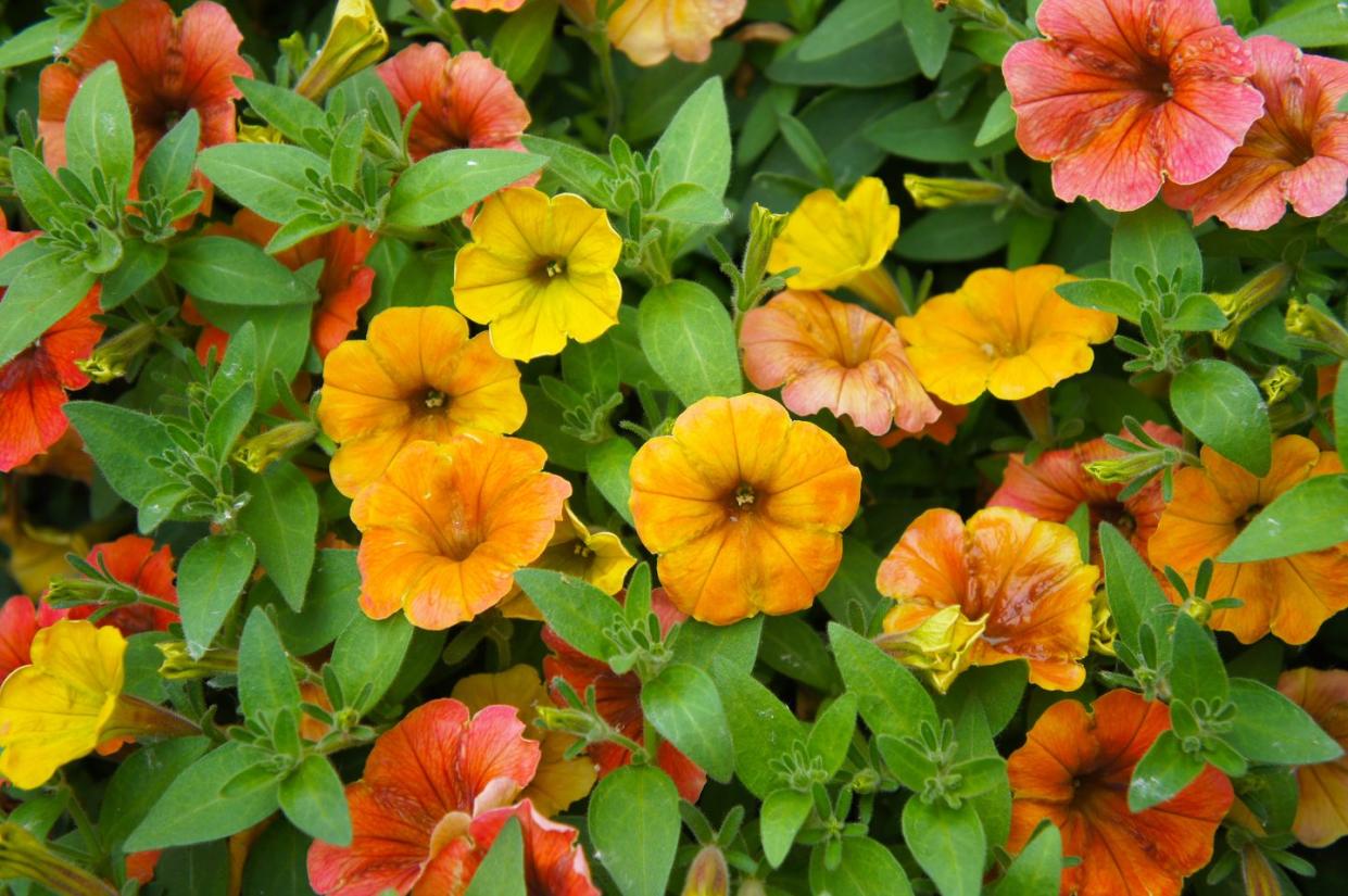 calibrachoa flowers in oranges and deep yellows