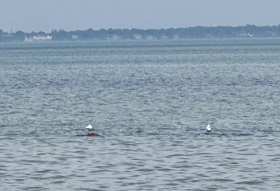 Seagulls standing on the rocks barely protruding from water on Lake St. Clair.