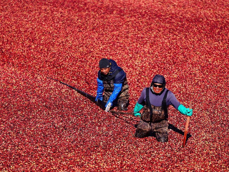 cranberry harvest in Massachusetts