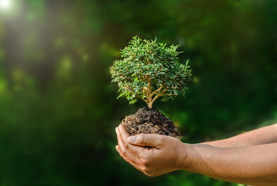 hand hold small plant on green background and sunshine