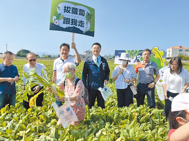 引頸期盼，一年一度的美濃白玉蘿蔔認股開採。（林雅惠攝）