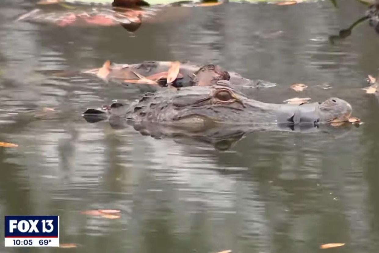 Alligator with snout taped shut trapped in Florida pond