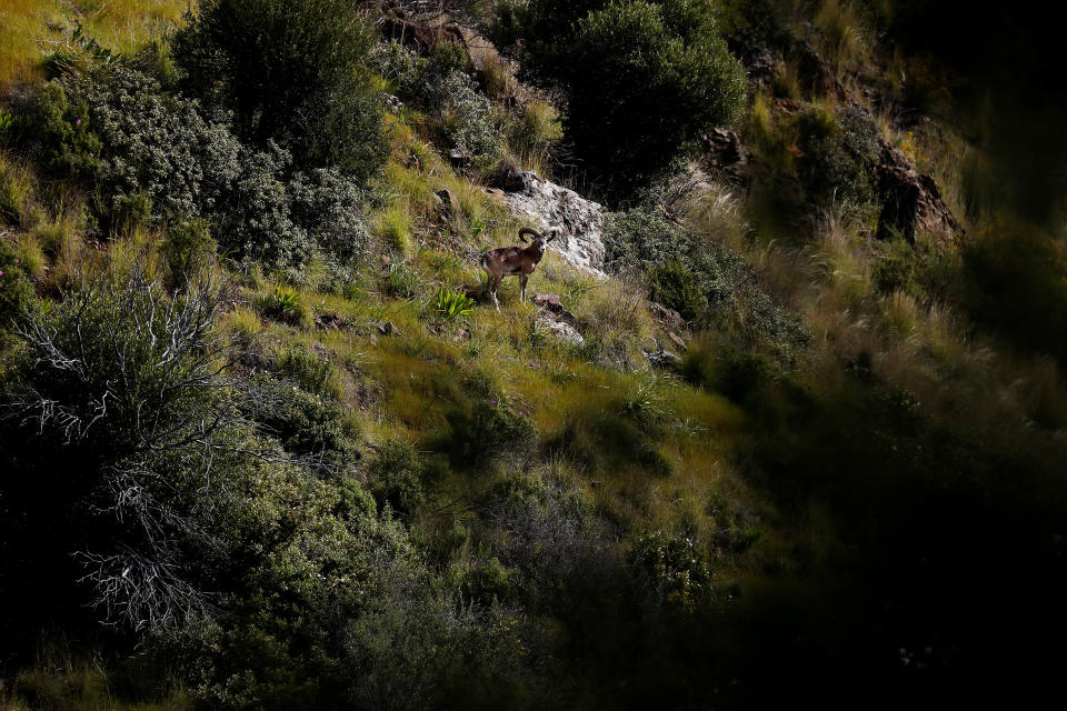 An endangered Mouflon sheep stands in the forest near the abandoned village of Varisia, inside the U.N controlled buffer zone that divide the Greek, south, and the Turkish, north, Cypriot areas since the 1974 Turkish invasion, Cyprus, on Friday, March 26, 2021. Cyprus' endangered Mouflon sheep is one of many rare plant and animal species that have flourished a inside U.N. buffer zone that cuts across the ethnically cleaved Mediterranean island nation. Devoid of humans since a 1974 war that spawned the country’s division, this no-man's land has become an unofficial wildlife reserve. (AP Photo/Petros Karadjias)